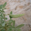 cleome-amblyocarpa-saudi-arabia-C73B4CEB-4B7C-11DC-8D9F-000A95CA2156.jpg