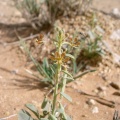 cleome-rupicola-saudi-arabia-26E9E417-4B7B-11DC-8D9F-000A95CA2156.jpg