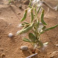 cleome-rupicola-saudi-arabia-D4489970-4FCE-11DC-BC6E-000A95CA2156.jpg