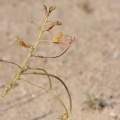 cleome-sp-indet-namibia-E975B30E-C82E-4D81-BBC3-3CCECFDC4844.jpg