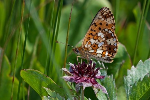 Clossiana selene  (Petit collier argenté), Potentilla palustris