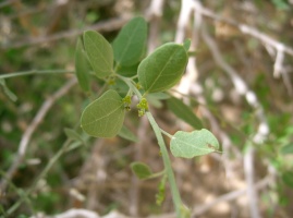 Cocculus pendulus (J.R. & G. Forst) Diels