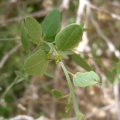 cocculus-pendulus-saudi-arabia-095B49FB-4FCF-11DC-BC6E-000A95CA2156.jpg