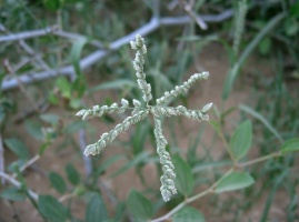 Coelachyrum yemenicum (Schweinf.) S. Phillips