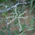 coelachyrum-yemenicum-saudi-arabia-D22D81C4-4B7C-11DC-8D9F-000A95CA2156.jpg