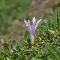 colchicum-autumnale-switzerland-5710182A-2831-4757-8218-06C1CA8EE221.jpg
