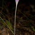 colchicum-autumnale-switzerland-C24EAE51-3B41-4068-8802-CB6E9F8D9993.jpg