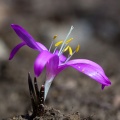 colchicum-bulbocodium-switzerland-3F52C4E0-D82B-45A4-9555-32239760B921.jpg