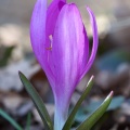 colchicum-bulbocodium-switzerland-7A4041A9-FB37-4E2D-9AA5-2A64C9486814.jpg