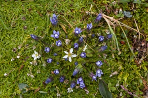 Comastoma nanum (Wulfen) Toyok.