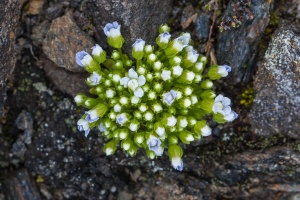 Comastoma nanum (Wulfen) Toyok.