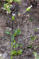 Comastoma tenellum (Rottb.) Toyok.