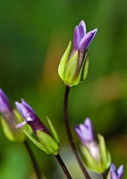 Comastoma tenellum (Rottboll) Toyokuni