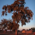 combretaceae-sp-botswana-2B63C5DF-489F-4F6A-BA7A-CFB73D9F0D94.jpg