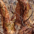 commiphora-glaucescens-namibia-97659FFB-6599-4F11-92C6-E6F11BD091B1.jpg