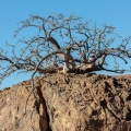 commiphora-saxicola-namibia-F0FB345B-7266-4AC7-8DCD-687CB795204B.jpg
