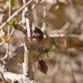 commyphora-myrrha-saudi-arabia-009AC412-4AB1-11DC-AA40-000A95CA2156.jpg