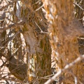 commyphora-myrrha-saudi-arabia-0A1C8BD7-4AB1-11DC-AA40-000A95CA2156.jpg