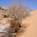 commyphora-myrrha-saudi-arabia-88954C91-4B7C-11DC-8D9F-000A95CA2156.jpg