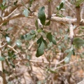 commyphora-myrrha-saudi-arabia-88B46D2A-4B7C-11DC-8D9F-000A95CA2156.jpg