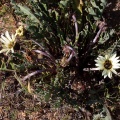 compositae-sp-south-africa-D649FD2A-AB7B-44FC-B54D-7E772F581C5E.jpg