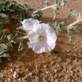 convolvulus-asyrensis-saudi-arabia-DB722009-4B7C-11DC-8D9F-000A95CA2156.jpg