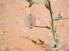 Convolvulus austroaegyptiacus R. Mill.