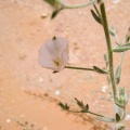 convolvulus-austroaegyptiacus-saudi-arabia-48C48E3B-4B7C-11DC-8D9F-000A95CA2156.jpg