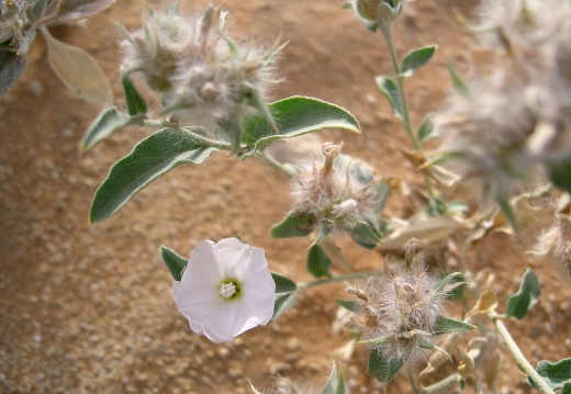 Convolvulaceae