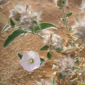 convolvulus-glomeratus-saudi-arabia-FE714B97-4FCE-11DC-BC6E-000A95CA2156.jpg