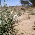 convolvulus-oxyphyllus-saudi-arabia-CFB6A60E-4B7A-11DC-8D9F-000A95CA2156.jpg