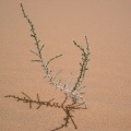 cornulaca-monacantha-saudi-arabia-9D5D904C-4B7C-11DC-8D9F-000A95CA2156.jpg