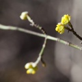 cornus-mas-switzerland-310D2CD5-8BC3-47BD-A84B-DF9699490650.jpg