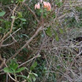 cotyledon-sp-south-africa-327FD161-E87E-4FEA-82AF-01146D5FA66A.jpg