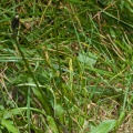 crepis-aurea-switzerland-47A917D6-4733-11DC-8E52-000A95CA2156.jpg