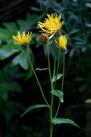 Crepis pyrenaica (L.) Greuter