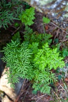 Cryptogramma crispa (L.) R. Br. ex Hook.