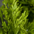 cryptogramma-crispa-switzerland-31917D6C-4733-11DC-8E52-000A95CA2156.jpg