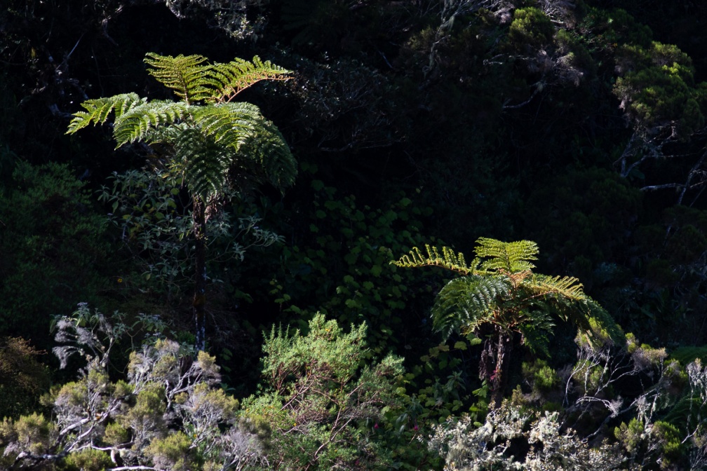 cyathea-borbonica-reunion-23A63643-3951-4558-AD82-57EDF0D6F9AD.jpg
