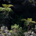 cyathea-borbonica-reunion-23A63643-3951-4558-AD82-57EDF0D6F9AD.jpg