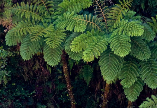Cyatheaceae