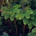 cyathea-borbonica-reunion-FBA7E0F7-C7EC-4080-8F67-1BE7D74FC917.jpg