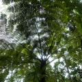 cyatheaceae-sp-guadeloupe-3ADC301A-E7BF-4131-93A8-90DCD4499653.jpg