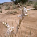 cymbopogon-schoenanthus-saudi-arabia-CF6A390D-4B7A-11DC-8D9F-000A95CA2156.jpg