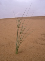 Cyperus aucheri Jaub. & Spach.