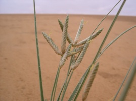 Cyperus aucheri Jaub. & Spach.