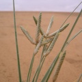 cyperus-aucheri-saudi-arabia-FEE8DA70-4B7B-11DC-8D9F-000A95CA2156.jpg
