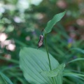 cypripedium-calceolus-france-295A8600-6631-4996-BC2E-0AFCB602E3B7.jpg