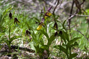Cypripedium calceolus L.