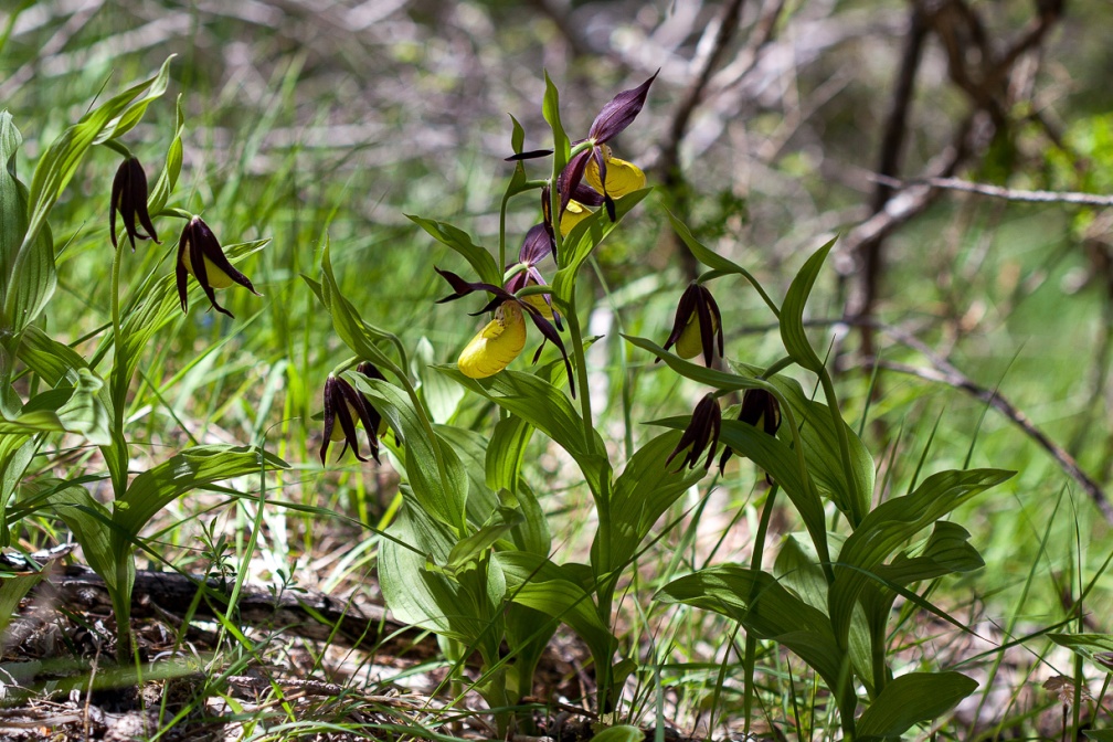 cypripedium-calceolus-france-6D6878F8-9185-40D0-9087-7317CFF62AD1.jpg